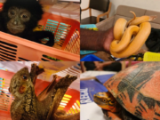 Animal Smugling : చెన్నై విమానాశ్రయంలో అరుదైన వన్యప్రాణుల రక్షణ animals