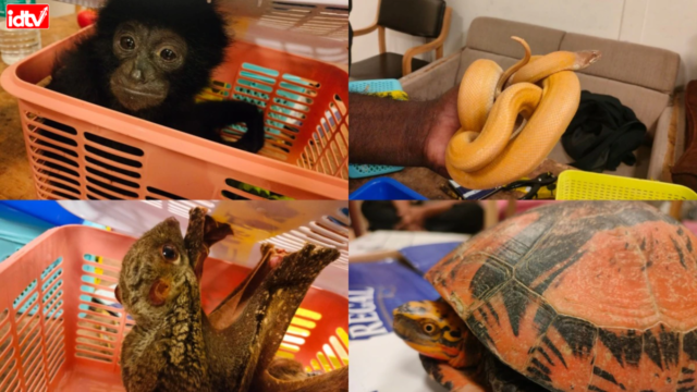 animals