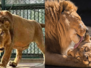 Lion Pataudi Health Deteriorates : గోరఖ్పూర్ జూలో సింహం పటౌడి ఆరోగ్యం విషమం lion pataudi, gorakhpur zoo, pataudi health condition, lion illness, zoo animal news, uttar pradesh zoo, kanpur zoo treatment, indian lion news, pataudi infection, wildlife health india
