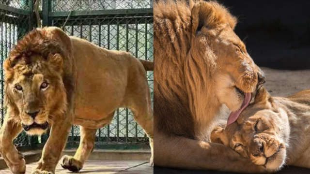 lion pataudi, gorakhpur zoo, pataudi health condition, lion illness, zoo animal news, uttar pradesh zoo, kanpur zoo treatment, indian lion news, pataudi infection, wildlife health india