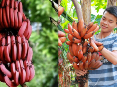 Red Banana Benefits : ఎరుపు అరటి పండ్ల ఆరోగ్య ప్రయోజనాలు red banana benefits, health benefits of red bananas, red vs yellow banana, nutritious fruits in telugu, banana magnesium potassium, energy boosting fruits, types of bananas, red banana nutrition, healthy eating tips telugu, fruits for instant energy
