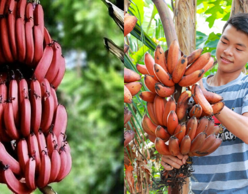 Red Banana Benefits : ఎరుపు అరటి పండ్ల ఆరోగ్య ప్రయోజనాలు red banana benefits, health benefits of red bananas, red vs yellow banana, nutritious fruits in telugu, banana magnesium potassium, energy boosting fruits, types of bananas, red banana nutrition, healthy eating tips telugu, fruits for instant energy