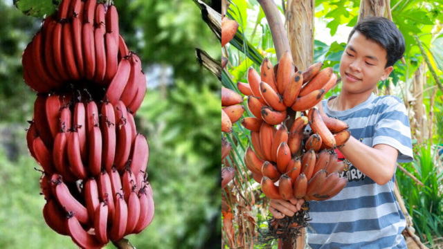 red banana benefits, health benefits of red bananas, red vs yellow banana, nutritious fruits in telugu, banana magnesium potassium, energy boosting fruits, types of bananas, red banana nutrition, healthy eating tips telugu, fruits for instant energy